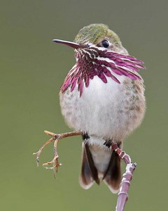 Calliope hummingbird - Alchetron, The Free Social Encyclopedia