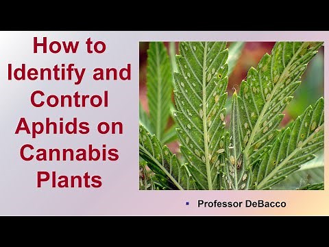 How to Identify and Control Aphids on Cannabis Plants