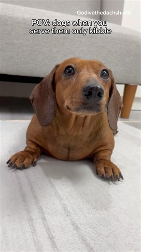 Dogs when you serve them only kibble #dogs #dog