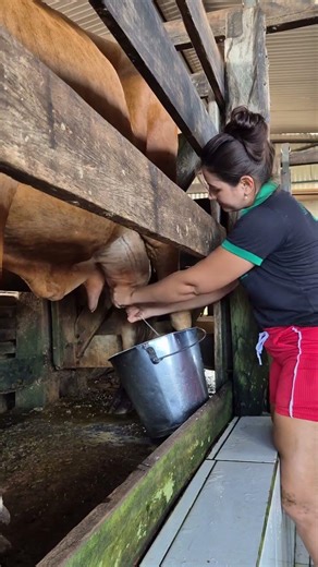 Traditional Cow Milking Process 🐄 | Daily Farm Life Routine | Fresh Milk Collection #villagelife