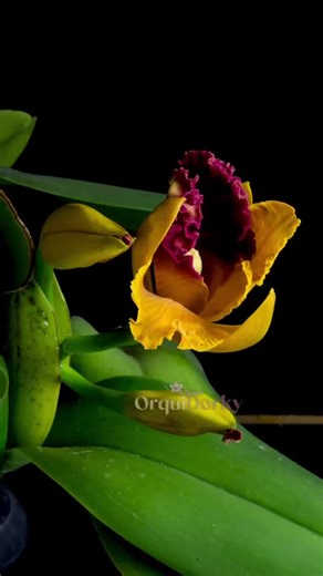 Daddy’s Orchid on Instagram: "“Golden Cattleya orchid in full bloom 🌼✨ A rare, premium orchid flower blooming after weeks of care and patience. Perfect for orchid lovers, plant collectors, and tropical garden enthusiasts. Naturally grown, healthy plant, stunning color, and long-lasting bloom 💛 DM for availability | Kerala orchid grower 🌿” Cattleya orchid, orchid blooming, yellow orchid, premium orchids, orchid flower, tropical orchids, orchid lovers, Kerala orchids #IndianGarden #TamilNaduOrc