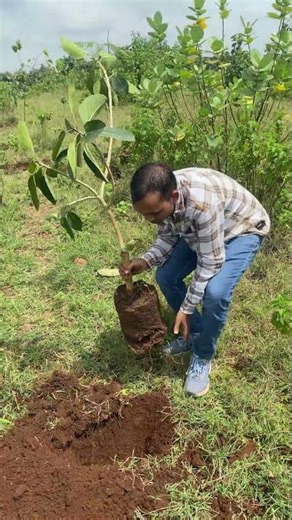 Planting Trees(GASCD)🌳🌴 #environment #shorts👨‍🌾