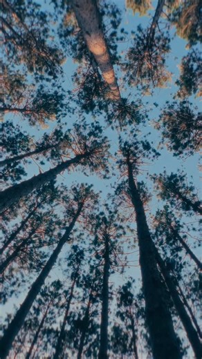 Electric Forest on Instagram: "A bit of hammock therapy for restless bones."