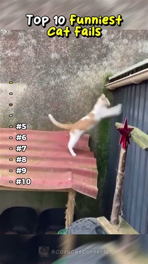 Top 10 Funniest Cat Fails!