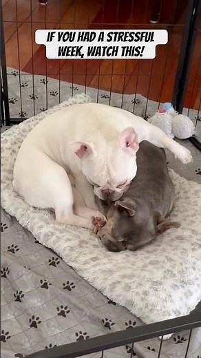 Cute French Bulldogs Snuggling 🐶💤 | Frenchies Each Other as Pillows ❤️