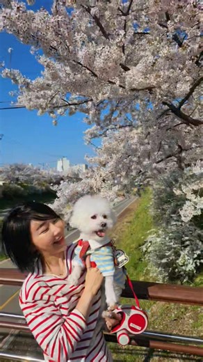 개어멈일상 with 비숑형제 함께 집앞 산책 #비숑하동이랑은동이 #강아지산책 #벚꽃놀이 #bichonfrise #개어멈일상