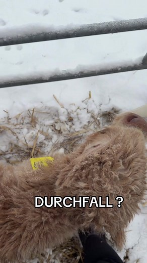 Understanding Diarrhea in Cattle