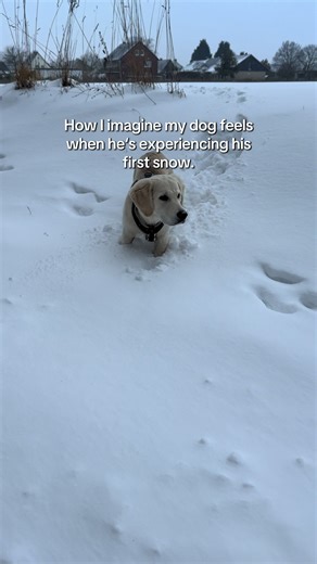 Dog's Joyful Reaction to First Snow Experience