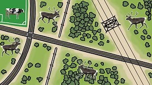 Five Crazy Bridges for Animals | MinuteEarth