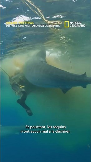 Aux abords de l'île Norfolk, les requins-tigres sont attirés par... les vaches