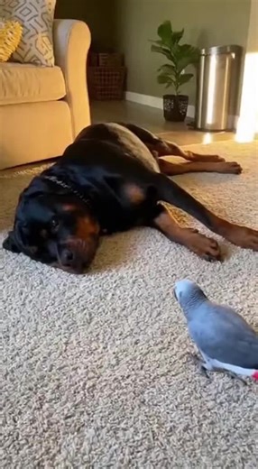 Woof woof #pets #viral #fypシ゚viral