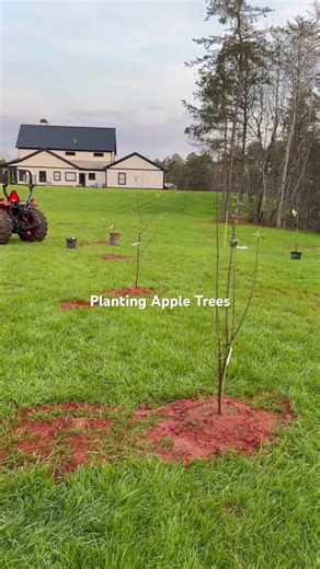 Planting Apple Trees from @tractorsupply with the @Kubotatractorcorp MX600. #orchard #apple #trees