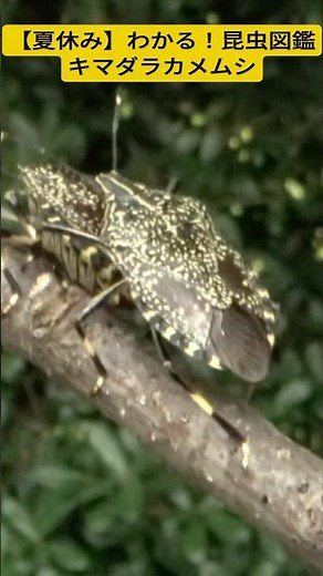 【夏休み】わかる！昆虫図鑑キマダラカメムシ #昆虫図鑑 #昆虫撮影 #昆虫採集 #宝石 #自由研究 #夏休み #クワガタ #宿題