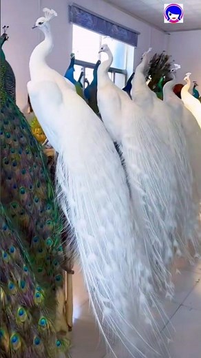 Unbelievable More Peafowl Video #peafowl #peacock #birds