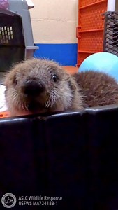 You asked for sea otter meeps. We bring you sea otter meeps! Sea otters use a variety of vocalizations to communicate, including whines, squeals, whistles, growls, and snarls. When sea otter pups in our care vocalize, we never really know what the vocalization means. Some pups are more vocal than others when admitted as patients as well, each bringing their own special song to the halls of the wildlife response department. 💙 | Alaska SeaLife Center