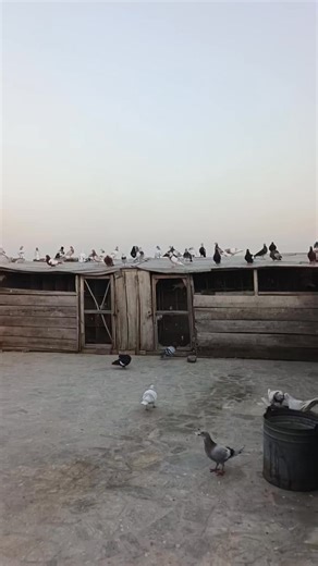 #reelsfb #kabotar #pk_kabootar #kabootar | Pk kabootar 2.0