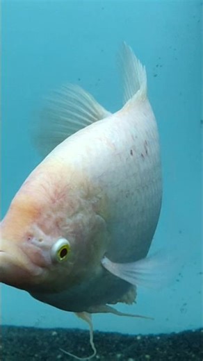 This Fish KISSES to Fight?! 🐟💥 Shocking Truth!