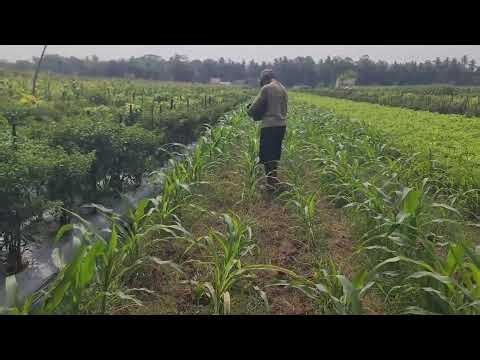 A Simple Technique for Spreading Granular Fertilizer on Corn Fields — Agriculture Farming