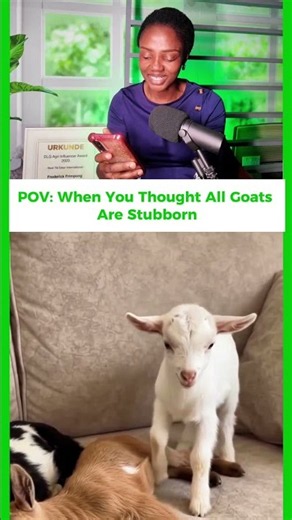 Goats can be one of the loveliest and profitable agribusiness ventures! #farminginafrica #goatfarm