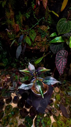 One of my rarest Sonerila ! I can’t describe the leaf shape , the Colors metalic to dark red with fluo strips ! #terrarium #sonerila #plantsofinstagram #plant #plantsmakepeoplehappy® | Plant-leaf