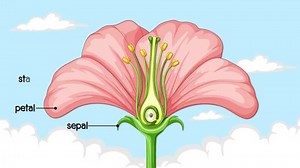 clip-3504287109-detailed-parts-flower-labeled