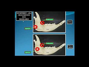 Crescimento e Desenvolvimento Craniofacial