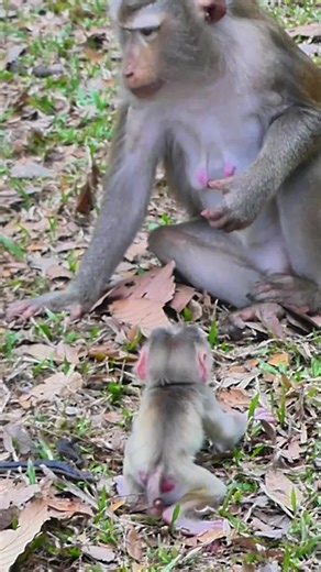 Newborn Monkey's Heartwarming Journey to Mom