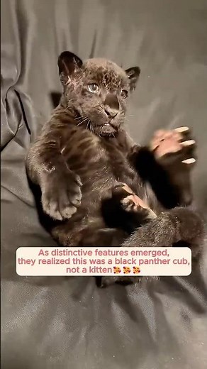 Cute Baby Panther Saved and Rescued from a road