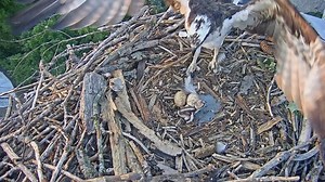 Osprey chicks hatching in nest atop South Bend TV tower
