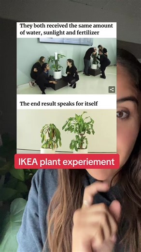 ILEA plant experiment about bullying and kindness. #ikea #ikeaplantexperiment #ikeaplants #bullyingawareness #plantexperiment #parentsoftiktok #teachersoftiktok
