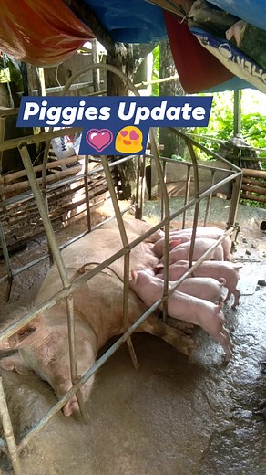 28 reactions · 23 comments | Feeding time ulit  #piggy #piggyreel #pigs #buhayprobinsya #buhayprobensiya #buhayprovince #buhaybukid #BuhayPinas #alagangbaboy #Facebook規定禁止活體買賣 #fbreels | Susan Alcantara Pasay | Facebook