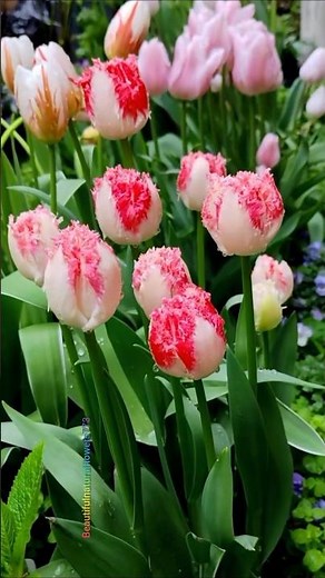 Beautiful Tulips in Bloom 🌷 Relax & Unwind