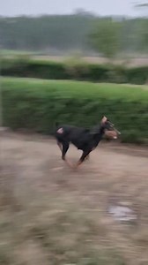 5.3K views · 82 reactions | Doberman best guard dog breed ❤️ | 7Dogs | Facebook