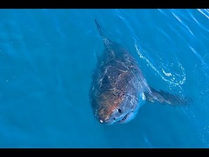 Great White Grabs Boy off Boat