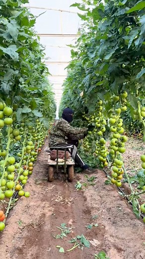 Pruning tomato leaves to help the fruits ripen faster #tips #tomato #farming #howto #fblifestyle #farm | JUMOH Han