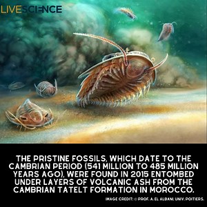19K views · 796 reactions | Scientists used 3D imaging to reconstruct the anatomy of Cambrian trilobites discovered buried under layers of volcanic ash. Learn more  https://trib.al/JIzW4yJ | LiveScience | Facebook