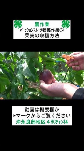 【農作業】パッションフルーツの収穫作業⑥