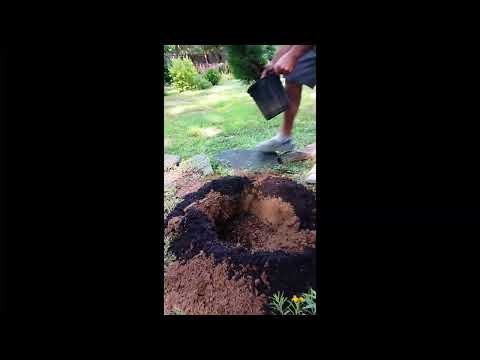 How to Plant an Emerald Green Arborvitae | Step-by-Step Guide