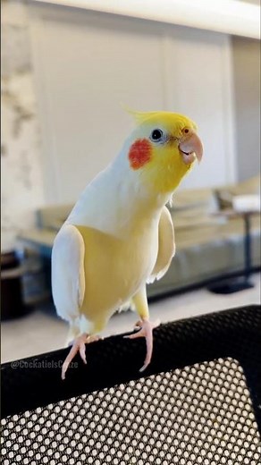 Baby Lyle's working on his singing skills! 🎶🐥💖 #cockatielscraze