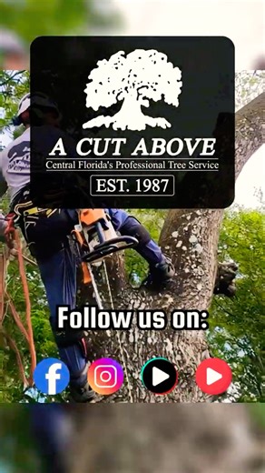 Certified Arborists You Can Trust – A Cut Above Tree & Landscape