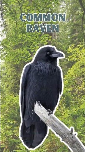 Common Raven – Pure Nature Sounds!