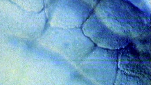 How Cell Division Works | Britannica