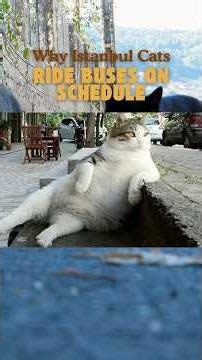 Istanbul's Commuter Cats Ride Buses on Schedule 🐱🚌