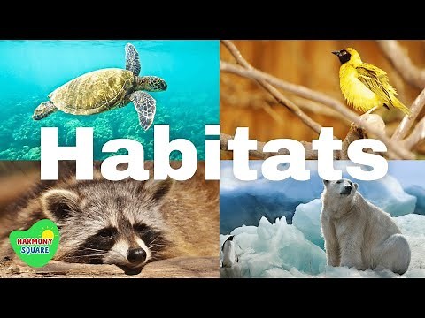 The Different types of Habitats - Grade 4 Natural Science-CAPS CURRICULUM