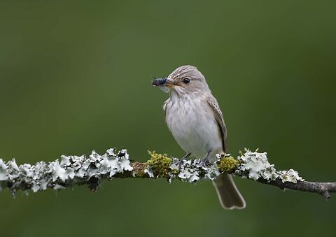 Spotted flycatcher | The Wildlife Trusts