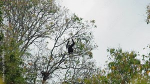 Adult Black gibbon sitting on a tree and looking around in Khao Yai national park, Thailand.