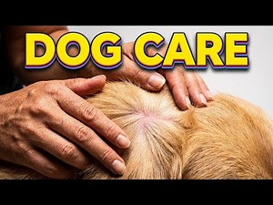 How to Safely Remove Fleas From Your Dog | Easy Dog Care Guide 2025