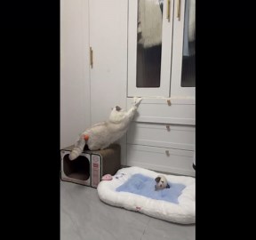 Cat gets stuck playing with hanging clothes in Hunan, China