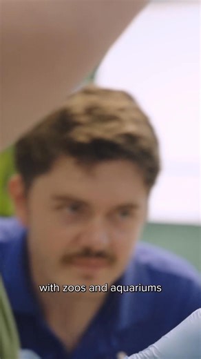 6.1K views · 75 reactions | We've launched a global conservation project to save rare pupfish species from extinction  Sadly, our surveys have confirmed their worst fears; six of seven unique pupfish are likely extinct in the wild. ‼️ We're working to change that. Link in comments  | Whipsnade Zoo | Facebook