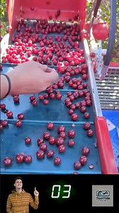 Automatic Conveyor Machine Harvests Berries Fast & Clean! 🍓🤖 Zero Damage!